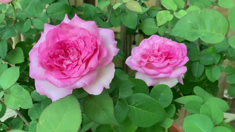 Rose HybridPink