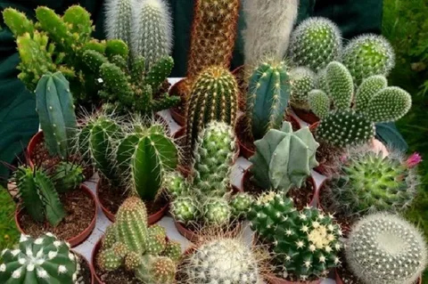 San Pedro Cactus for Sale