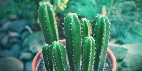 San Pedro Cactus for Sale