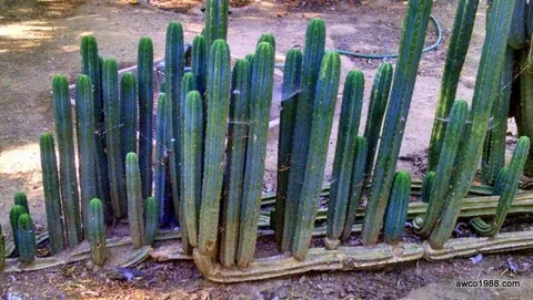 San Pedro Cactus for Sale