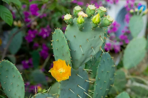 Santa Rita Opuntia