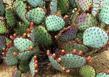 Santa Rita Opuntia