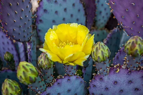 Santa Rita Prickly Pear