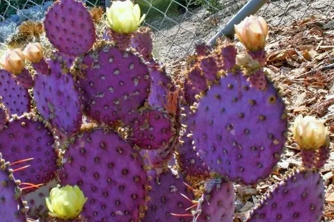 Santa Rita Prickly Pear