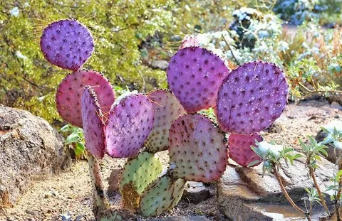 Santa Rita Prickly Pear