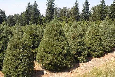 Scots Pine Xmas Trees