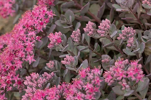 Sedum Cauticola Stonecrop