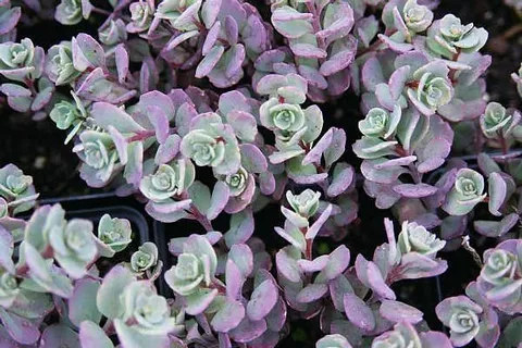 Sedum Cauticola Stonecrop