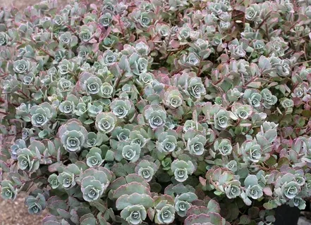 Sedum Cauticola Stonecrop