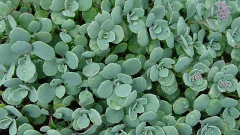 Sedum Cauticola Stonecrop