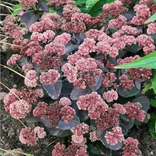 Sedum Cauticola Stonecrop