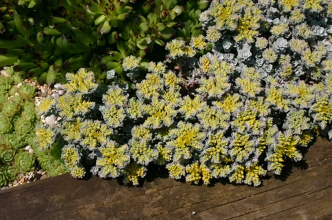 Sedum Cauticola Stonecrop