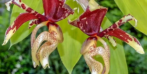 Stanhopea Tigrina Orchid