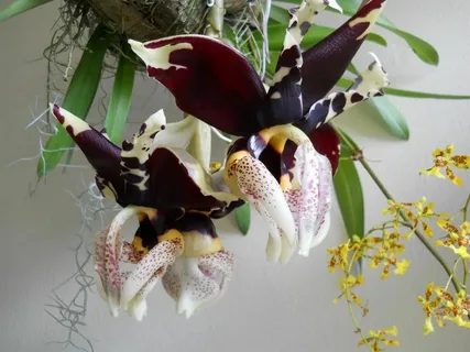 Stanhopea Tigrina Orchid