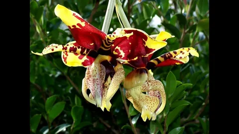 Stanhopea Tigrina Orchid