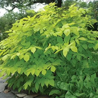 Sun Shade Plants