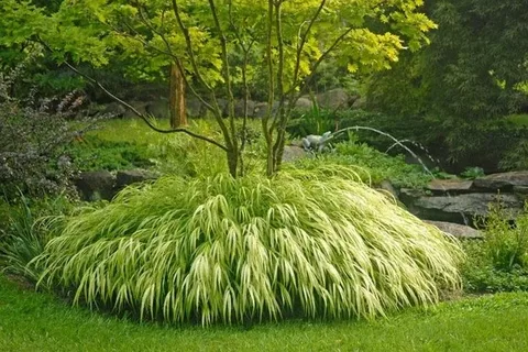 Sun Shade Plants