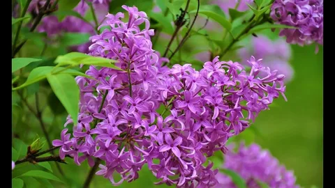 Syringa Monge Lilac