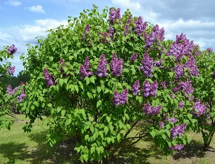 Syringa Monge Lilac