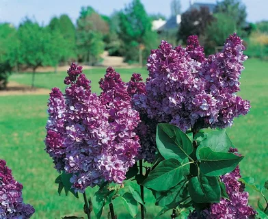 Syringa Monge Lilac