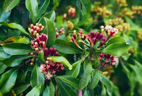 Syzygium Plant