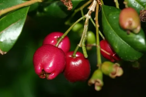 Syzygium Plant