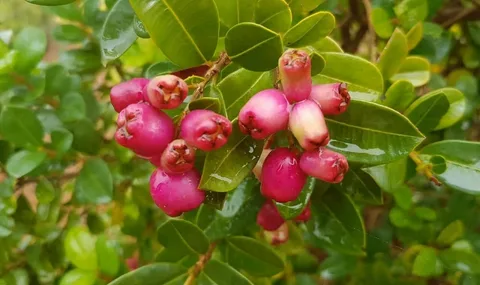 Syzygium Plant