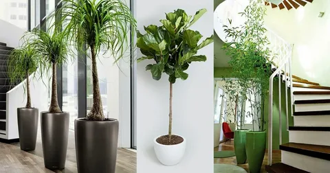 Tall Indoor Plants