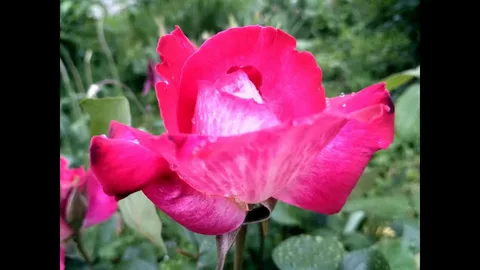 The Chicago Peace Rose Plant