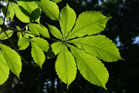 Trees with Ovate Leaves