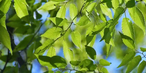 Trees with Ovate Leaves