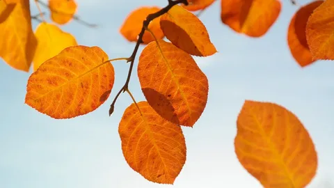 Trees with Ovate Leaves