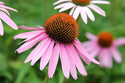 Western Coneflower