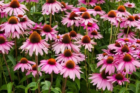 Western Coneflower