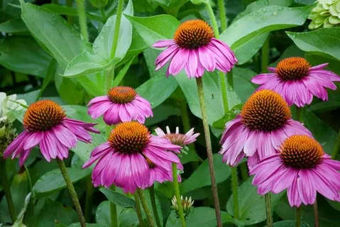 Western Coneflower