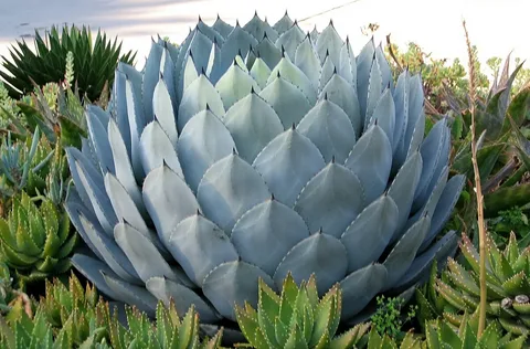 Tongue Agave