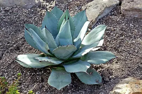 Whale's Tongue Agave