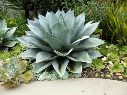 Whale's Tongue Agave