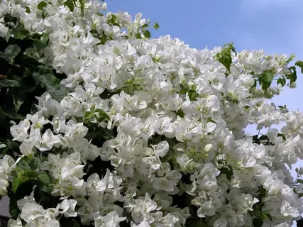 White Bougainvillea Flower