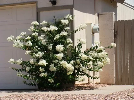 White Bougainvillea Flower