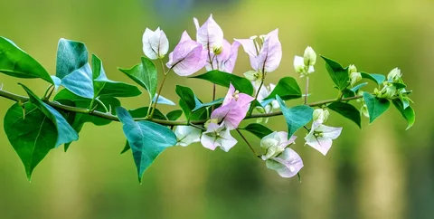 White Bougainvillea Flower