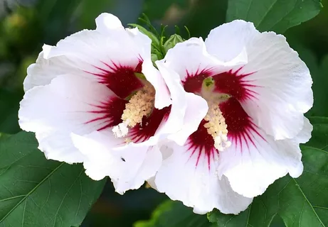 White Hibiscus