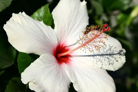 White Hibiscus