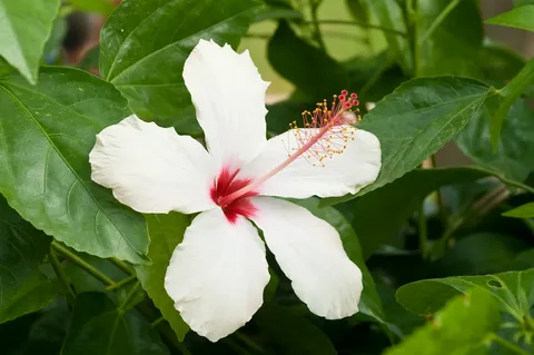 White Hibiscus