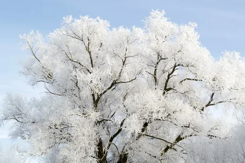 Winter and Plants