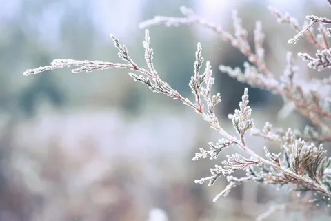 Winter and Plants