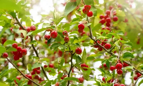 Yellow Crab Apple Tree