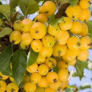 Yellow Crab Apple Tree