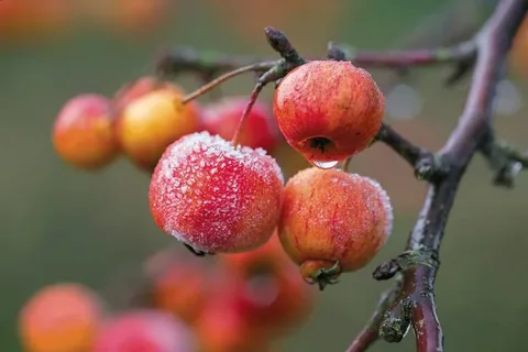 Yellow Crab Apple Tree