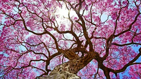 Pink Flower Trees in Texas